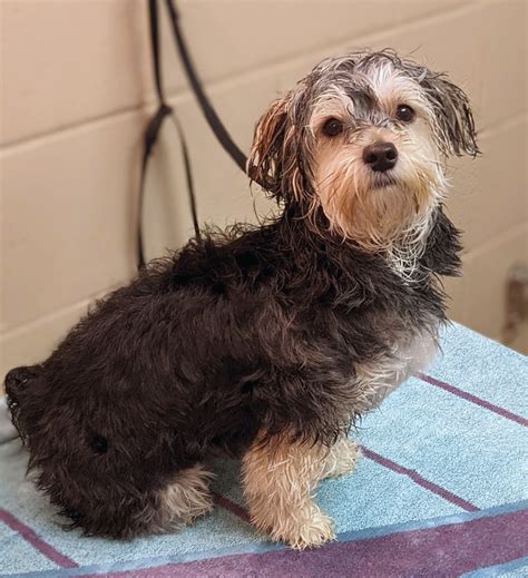 minneapolis downtown dogs|Groom and Bathe .